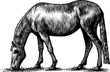 Merilli 1885 Icon Horse 150px